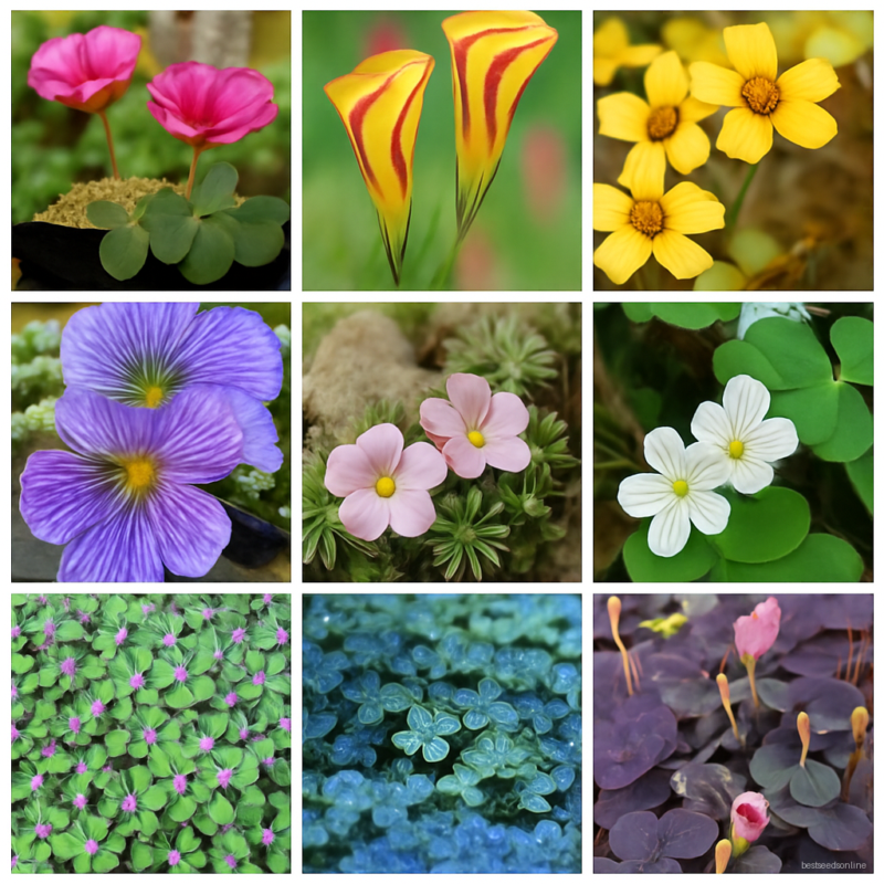 100 Plants Pack Rare Oxalis Versicolor Candy Cane Sorrel Bonsai World's Flowers Garden Home