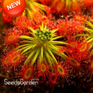 Big Hair Sundew Plant Flores Bonsai Novelty Plants Fresh Cordyceps Diy Home Garden 100 - 2