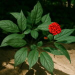 100 Pcslot Sale!chinese Ginseng Panax Flores Potted Bonsai Plant Flower Plantas Home Garden - 2