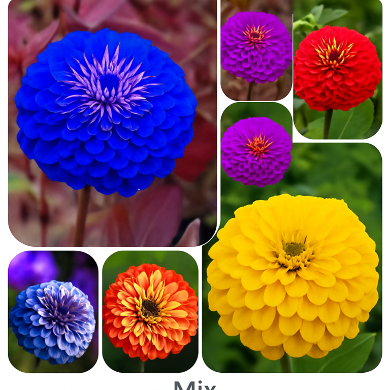 Zinnia Seeds at Free Shipping & Up to 70 OFF