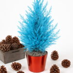 50 Pcs Blue Cypress Trees Plants Platycladus Orientalis Oriental Arborvitae Conifer Diy Home Garden Bonsai - 6