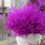 50 Pcs Blue Cypress Trees Plants Platycladus Orientalis Oriental Arborvitae Conifer Diy Home Garden Bonsai - 4