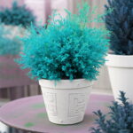 50 Pcs Blue Cypress Trees Plants Platycladus Orientalis Oriental Arborvitae Conifer Diy Home Garden Bonsai - 3