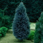 50 Pcs Blue Cypress Trees Plants Platycladus Orientalis Oriental Arborvitae Conifer Diy Home Garden Bonsai - 2