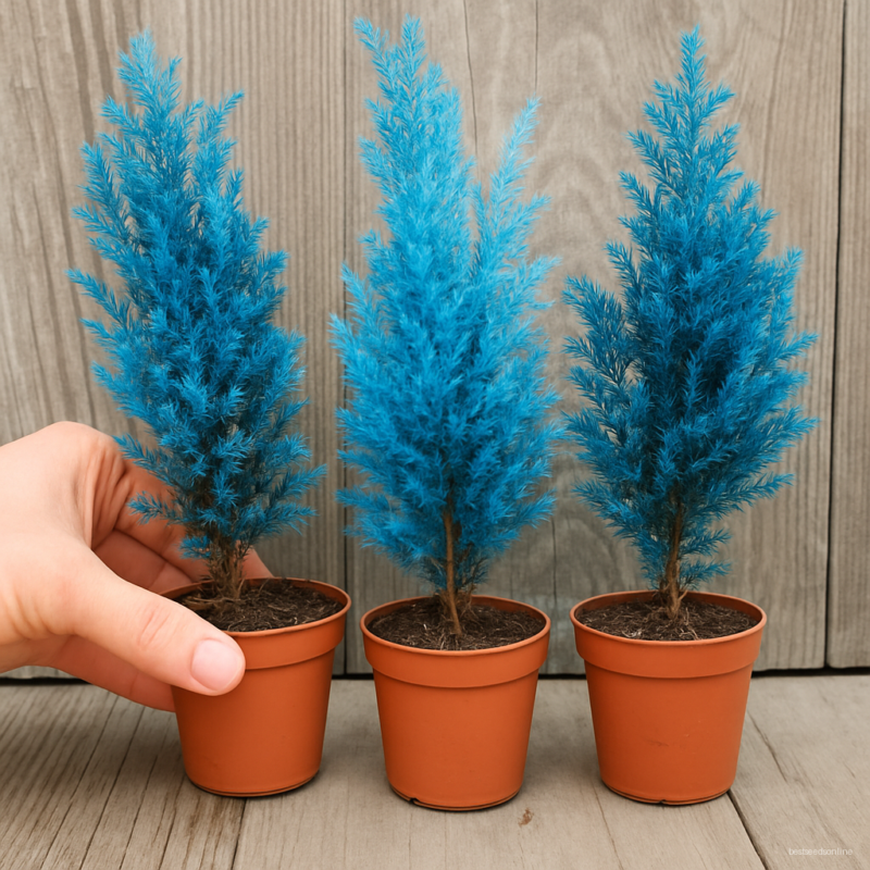 50 Pcs Blue Cypress Trees Plants Platycladus Orientalis Oriental Arborvitae Conifer Diy Home Garden Bonsai