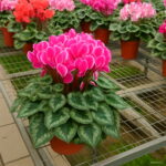 Bonsai Cyclamen Flowers Garden 100 Pcs - 5