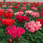 Bonsai Cyclamen Flowers Garden 100 Pcs - 4