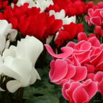 Bonsai Cyclamen Flowers Garden 100 Pcs - 3