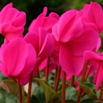 Bonsai Cyclamen Flowers Garden 100 Pcs - 2