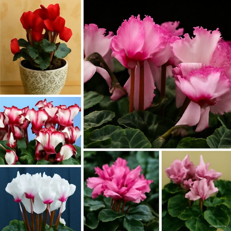Bonsai Cyclamen Flowers Garden 100 Pcs