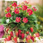 200pc Thailand Fragrance Strawberry Tree Bonsai Delicious Perennial Outdoor Courtyard Indoor Plants Diy - 4