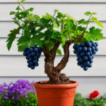 Grape Vine Garden Patio Vitis 50 Fruit Bonsai - 2