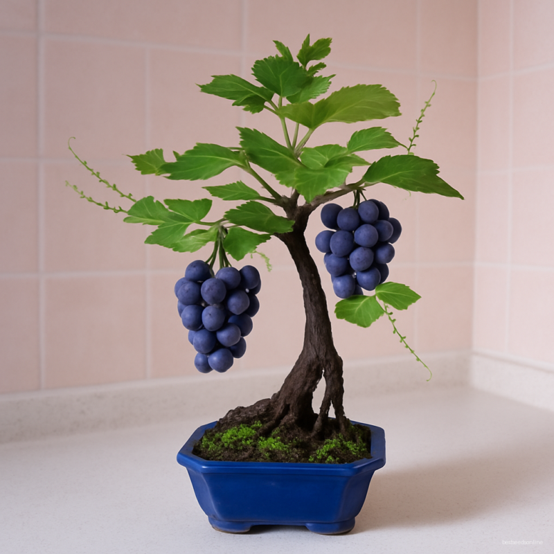 Grape Vine Garden Patio Vitis 50 Fruit Bonsai