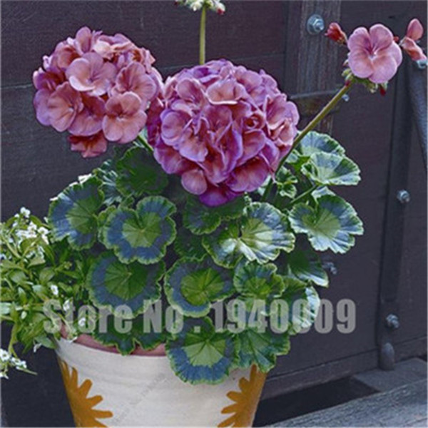 Multicolor Creeping Thyme Rock Cress 40 Pcs Perennial Flower Ground Cover Seeds - 6