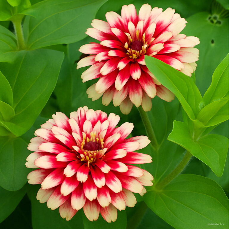 100 Pcs Mixed Color Zinnia Flores Bonsai Potted Flower Plantas Rare ...