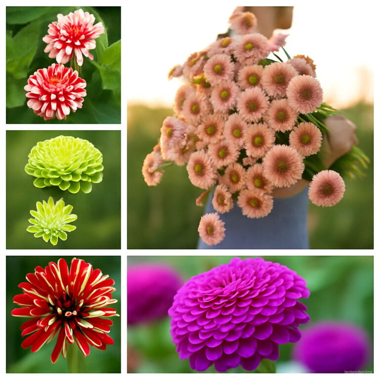 100 Pcs Mixed Color Zinnia Flores Bonsai Potted Flower Plantas Rare ...