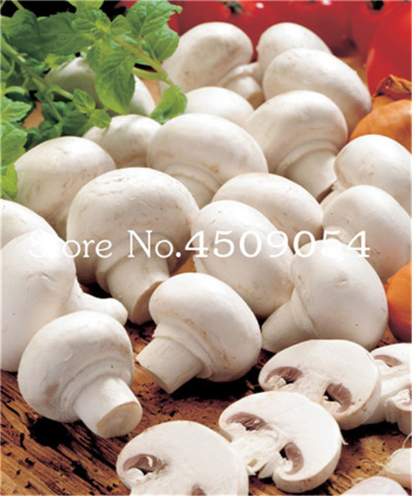 200 Pcs White Mushroom Kit Organic Green Vegetable Healthy Edible Ideal For Outdoor Spaces - 3