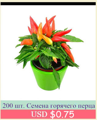 200 Pcs Heirloom Monster Rainbow Tomato Unique Rare Fruit Vegetables Easytogrow In Pots - 5