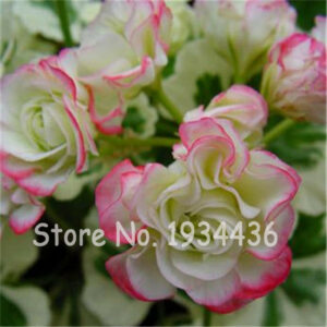 100 Pcs Bag Blue Geranium Home Garden Bonsai Perennial Flower Plant Pelargonium Peltatum Indoor Rooms Plants Beautiful - 2