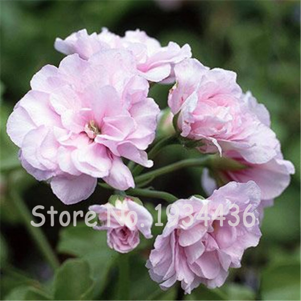 100 Pcs Blue Geranium Perennial Flower Pelargonium Peltatum For Indoor Rooms Aesthetically Pleasing Decor - 1