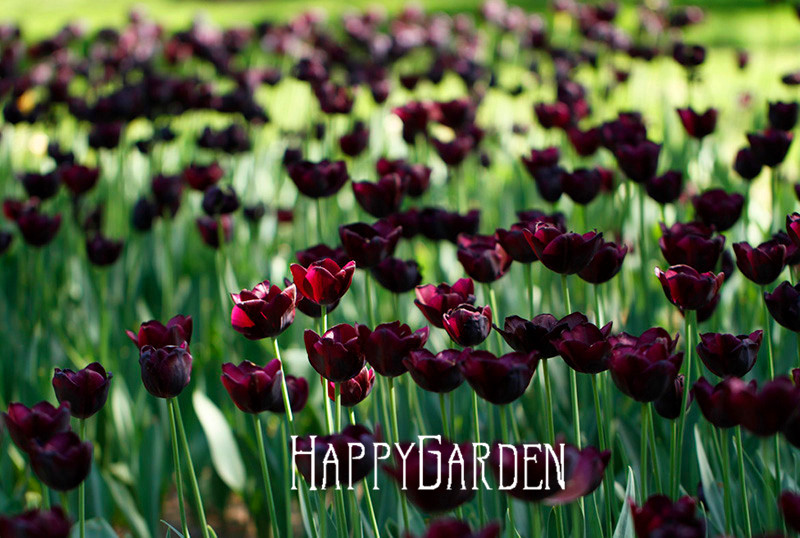100pcs Pack Of 19 Unique Tulip Petal Varieties For Indooroutdoor Decor And Air Purification - 12