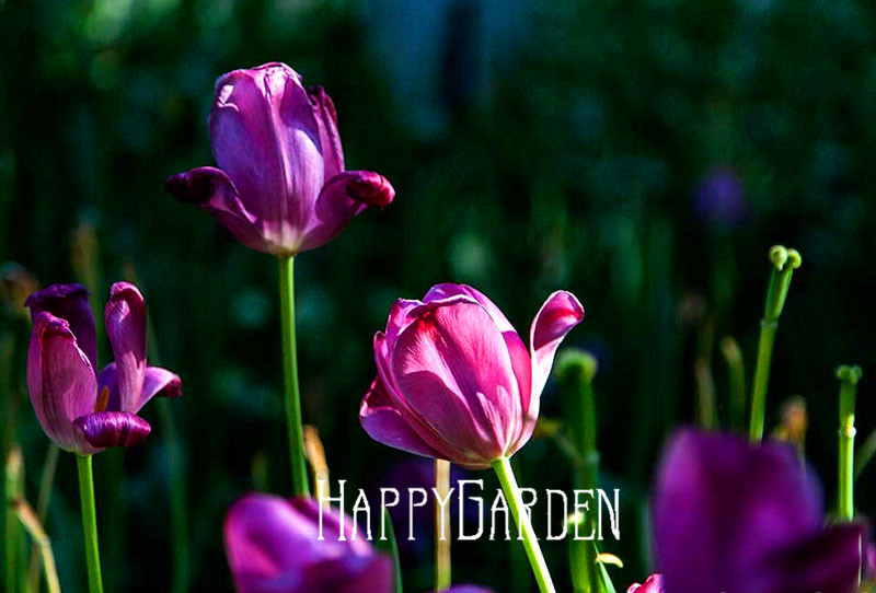 100pcs Pack Of 19 Unique Tulip Petal Varieties For Indooroutdoor Decor And Air Purification - 8