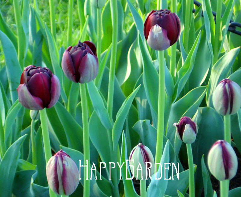 100pcs Pack Of 19 Unique Tulip Petal Varieties For Indooroutdoor Decor And Air Purification - 5