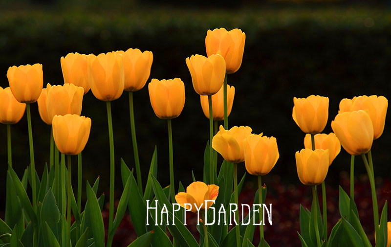 100pcs Pack Of 19 Unique Tulip Petal Varieties For Indooroutdoor Decor And Air Purification - 1