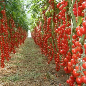 Time-limited Regular Novel Plant Pots Planters Plants New!!! 200pcs