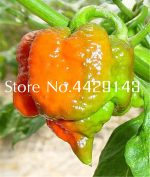 100 Pcs Jalapeno Chile Pepper Bonsai Fast Growing Diy Home Garden Vegetable Plant Indoor - 2