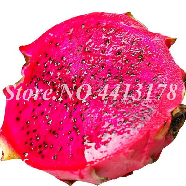 200 Pcsbag Red Pitaya Dragon Fruit Exotic Tropical Food Easy Cultivation Balcony Container Friendly - 7