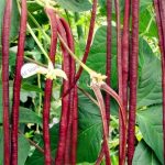 20pcsbag Long Bean Vigna Vegetable Plant Mini Garden Flores - 2