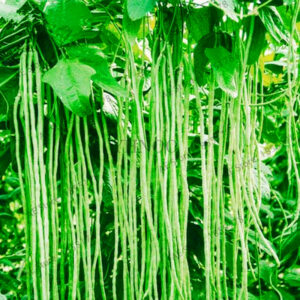 20pcsbag Long Bean Vigna Vegetable Plant Mini Garden Flores
