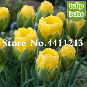 200 Pcs Tulip Bonsai Flower Rare Potted Plant Perennial Garden Home - 2