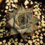 Sale! 100 Pcs Echeveria Purpusorum Bonsai Fresh Succulent Plant Home Rock Garden Gorgeous Round Leaf Rare Succulents - 5