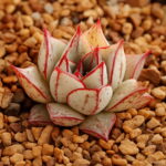 Sale! 100 Pcs Echeveria Purpusorum Bonsai Fresh Succulent Plant Home Rock Garden Gorgeous Round Leaf Rare Succulents - 3
