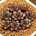 Sale! 100 Pcs Echeveria Purpusorum Bonsai Fresh Succulent Plant Home Rock Garden Gorgeous Round Leaf Rare Succulents - 2