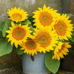 Exotic Sunflower Bonsais Planta Dwarf Bonsai Flower Edible Organic Herbs Planting Garden Home 40 Pcs - 6