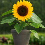 Exotic Sunflower Bonsais Planta Dwarf Bonsai Flower Edible Organic Herbs Planting Garden Home 40 Pcs - 2