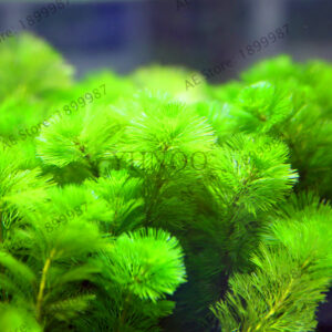 Big Plants Bonsai Grass Water Aquatic Plant Flores Indoor Ornamental Plantas Home Garden 500p - 2