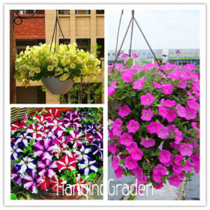 Different Bonsai Petunia Hanging Petals Flower Flores Plant Plantas - 200 Pcs Garden - 2