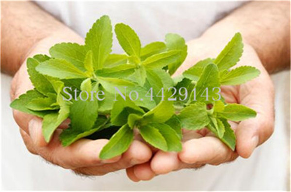 100 Pcs Stevia Herbs Perennial Rebaudiana Tea Balcony Flower Ideal For Planting And Landscaping Purposes - 7