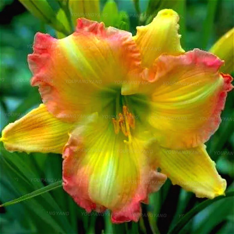 Stunning Large Lilium Flower Set 200 Pcs Vibrant Lily Seeds For Indoor And Outdoor Landscaping Diy - 4