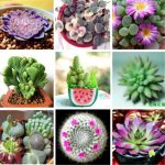 German Imports Potted Flowers Succulents 100pcslot Bonsai