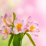 100 Pcs Rare Peruvian Lily Alstroemeria Plants Mix-color Lilies Flowers A Perennial Garden Bonsai - 6