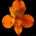 100 Pcs Rare Peruvian Lily Alstroemeria Plants Mix-color Lilies Flowers A Perennial Garden Bonsai - 5