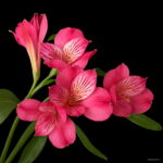 100 Pcs Rare Peruvian Lily Alstroemeria Plants Mix-color Lilies Flowers A Perennial Garden Bonsai - 4