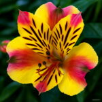100 Pcs Rare Peruvian Lily Alstroemeria Plants Mix-color Lilies Flowers A Perennial Garden Bonsai - 3
