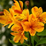 100 Pcs Rare Peruvian Lily Alstroemeria Plants Mix-color Lilies Flowers A Perennial Garden Bonsai - 2