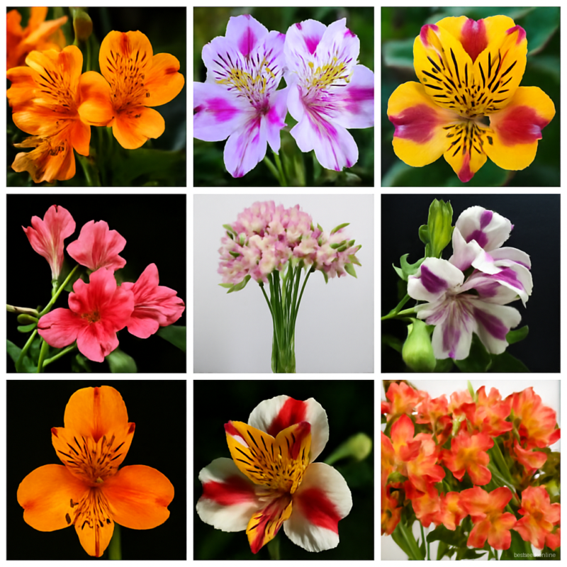 100 Pcs Rare Peruvian Lily Alstroemeria Plants Mix-color Lilies Flowers A Perennial Garden Bonsai